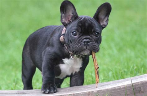 The Ultimate Guide to French Bulldogs: Everything You Need to Know
