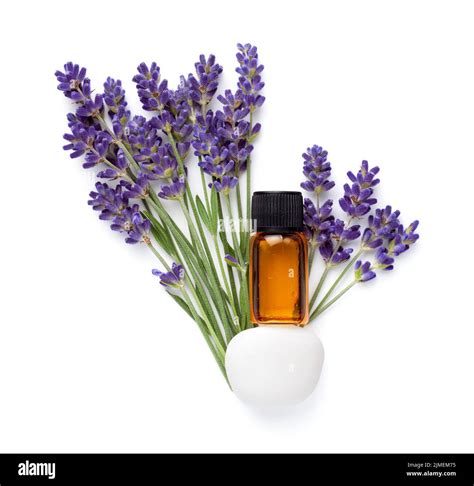 Lavender oil fresh on Cut Out Stock Images & Pictures - Alamy