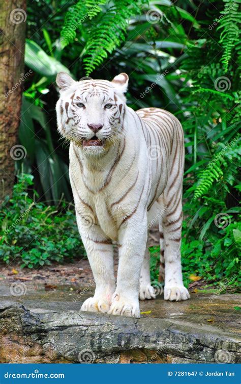 Bengal White Tiger Relaxing In The Summer Shade In A California Zoo ...