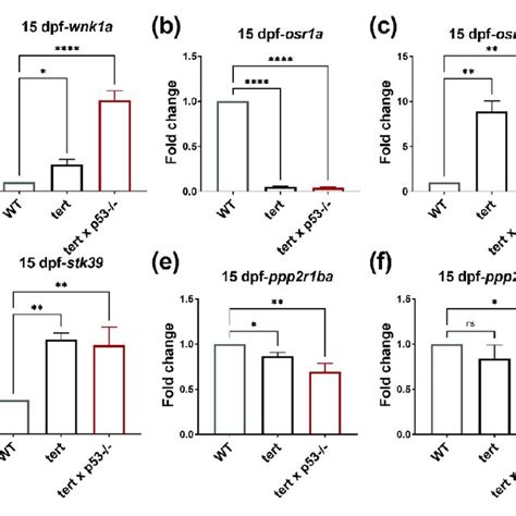 Image result for How Does Reverse Transcriptase Work