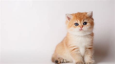 About Aumsville Animal Clinic, LLC | Vet In Aumsville, OR 97325