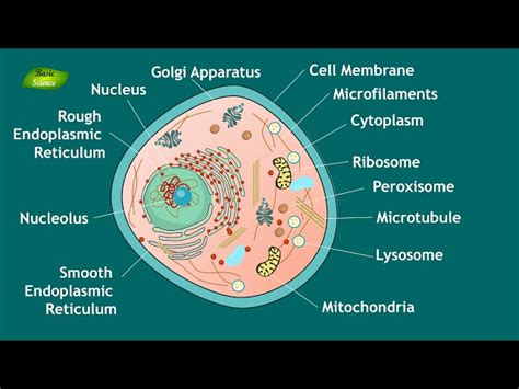 Cell Structure Chart 的图像结果