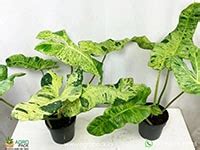 Agropack - Variegated Plants For Sale
