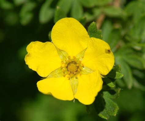 Small 5 Petal Yellow Flower | Best Flower Site