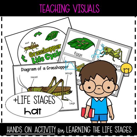 Grasshopper Life Cycle Worksheet
