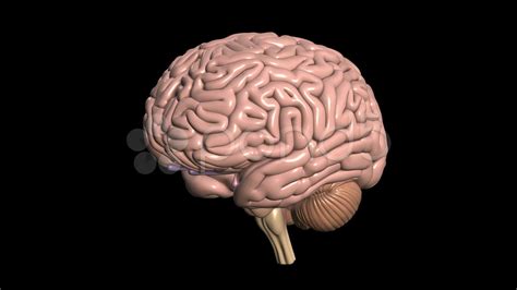 Image result for Brain Machine Learning Vector