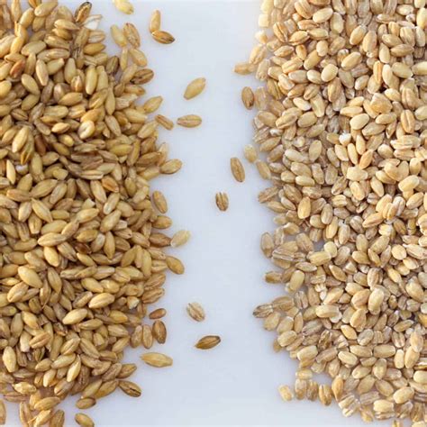 Pearl Barley Seeds