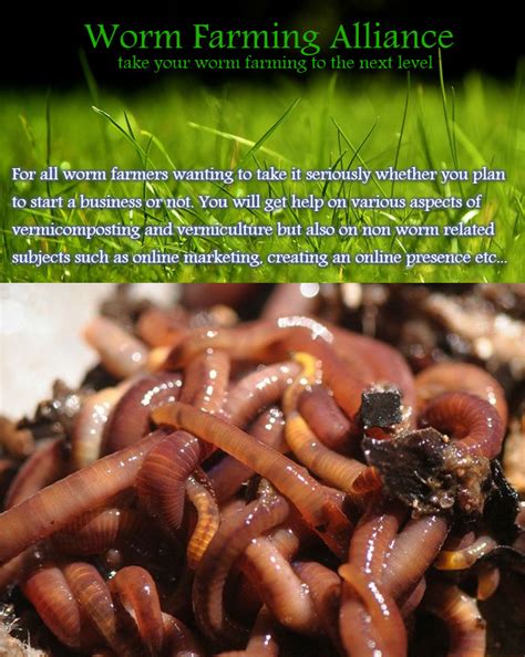 Worm Farming Business 的图像结果
