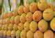 Buy Devgad Hapus Online | Devgad Alphonso Mango – AlphonsoMango.in