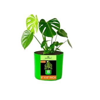 Kingwell Grow Bags 6x6 inches -Pack of 1 Bags for Plants Gardening Home ...