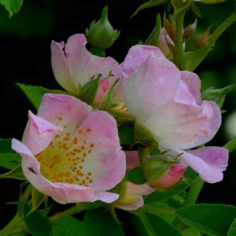 キュー ランブラー Kew Rambler | 天空のバラ園(無農薬バラ苗・花、ハーブ産直販売)