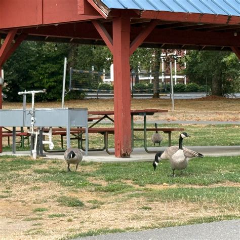 Vasa Park Resort Camping | Bellevue, Washington