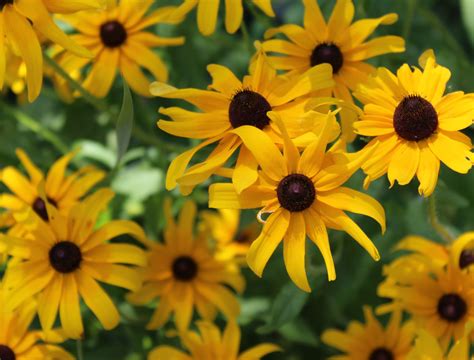 7 Ways to Repel Skunks From Your Yard or Garden