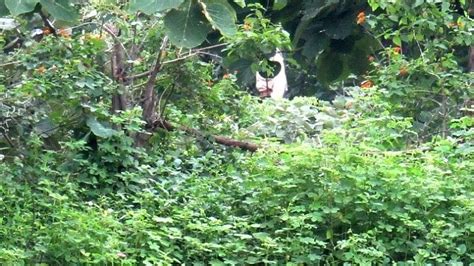 Once a worker, now an intruder: How tribals lost the 'plot' in Burhanpur