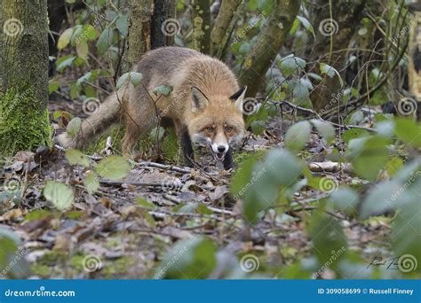 Red Fox Scientific Name: Vulpes Vulpes Stock Image - Image of green ...