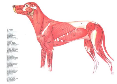 Canine muscles Dog Anatomy, Muscle Anatomy, Animal Anatomy, Dog ...