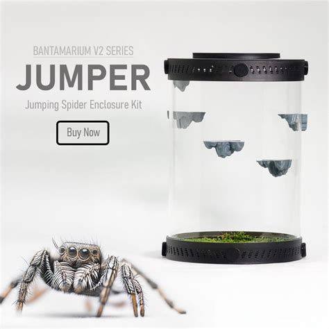 What Do Spiders Eat? | Best Spider Food & How-to Feed!