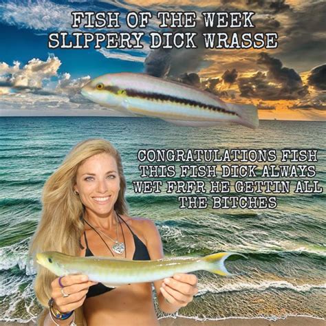 Fish of the Week 86: Slippery Dick Wrasse : r/shid_and_camed