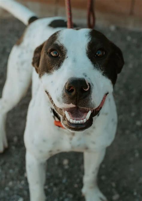 BrightSide Animal Center – Redmond, Oregon