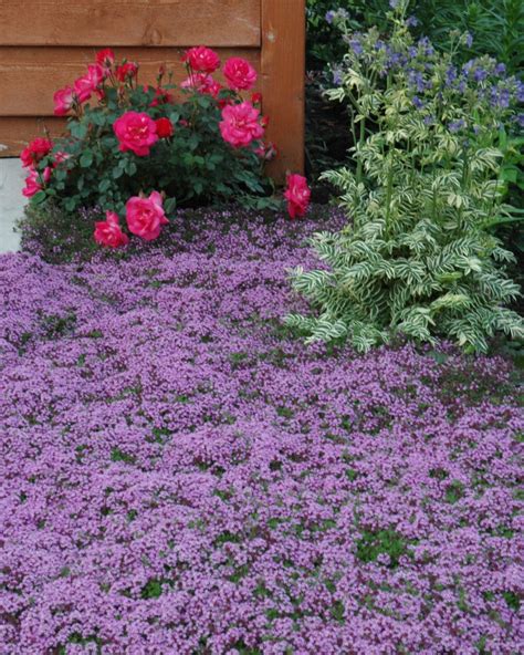 Creeping Thyme Ground Cover