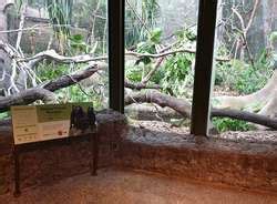 ZooLex Exhibit - Celebes Crested Macaques