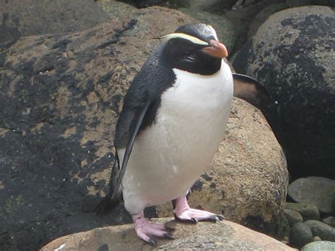 New Zealand Penguin | Penguins, New zealand, Animals
