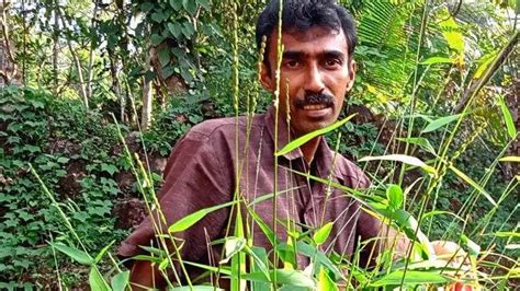 അതിരാവിലെ കതിര് വരും അന്ന് സൂര്യൻ അസ്തമിക്കുമ്പോഴേക്കും മൂപ്പെത്തി ...