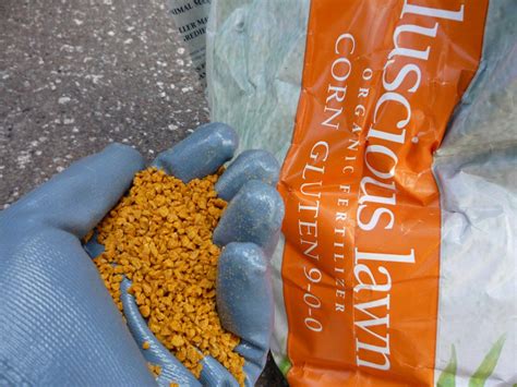 Corn gluten meal | Feedipedia