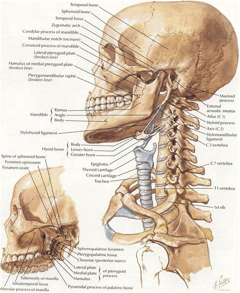 Netter 009 head neck bones | Anatomy bones, Human anatomy picture ...