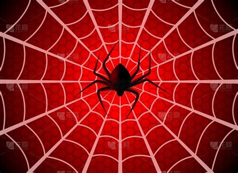 为什么蜘蛛不会被黏在蛛网上？还原蛛网编织全过程！_哔哩哔哩_bilibili
