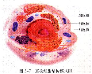 细胞核 - 搜狗百科