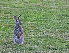 Image result for Rabbit Excited