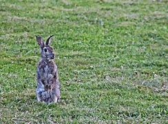 Image result for Wild Baby Bunny Rabbit Care