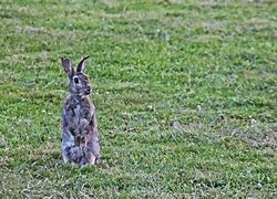 Image result for Cute Baby Rabbit Images