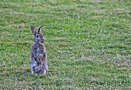 Image result for Rabbit in Arizona