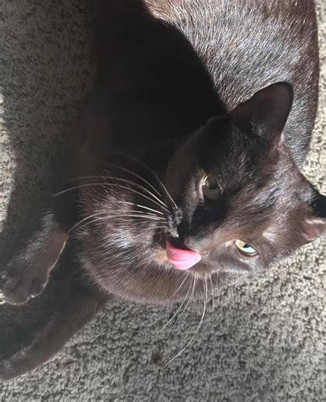 "And I ate his liver with Fava beans and a nice Chianti" : r/CatsBeingCats