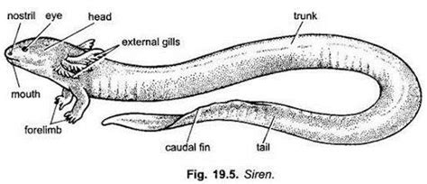 Give a well labeled diagram of a Ichthyophis - Brainly.in