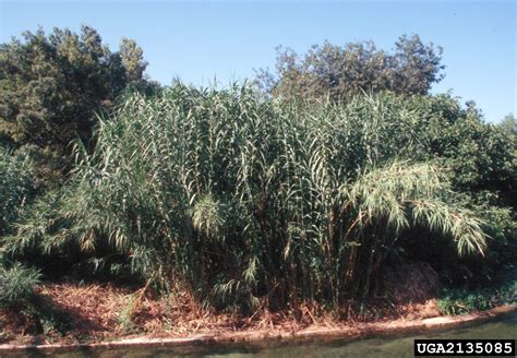 giant reed (Arundo donax L.)