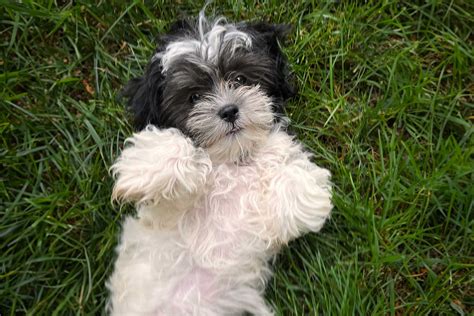 Maltese Shih Tzu Black And White