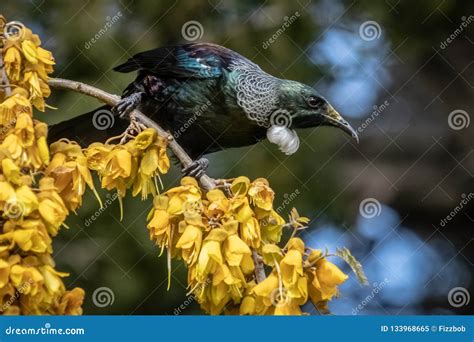 New Zealand Native Songbird the Tui in Native Kowhai Tree Sucking Nectar from Bright Yellow ...
