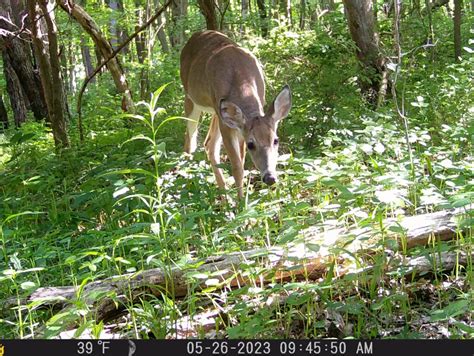 Pa. hunting licenses go on sale June 26. Here's what you need to know ...