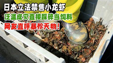 日本6月1日起禁售小龙虾!违者最高面临3年监禁-新闻速递-留园驿站