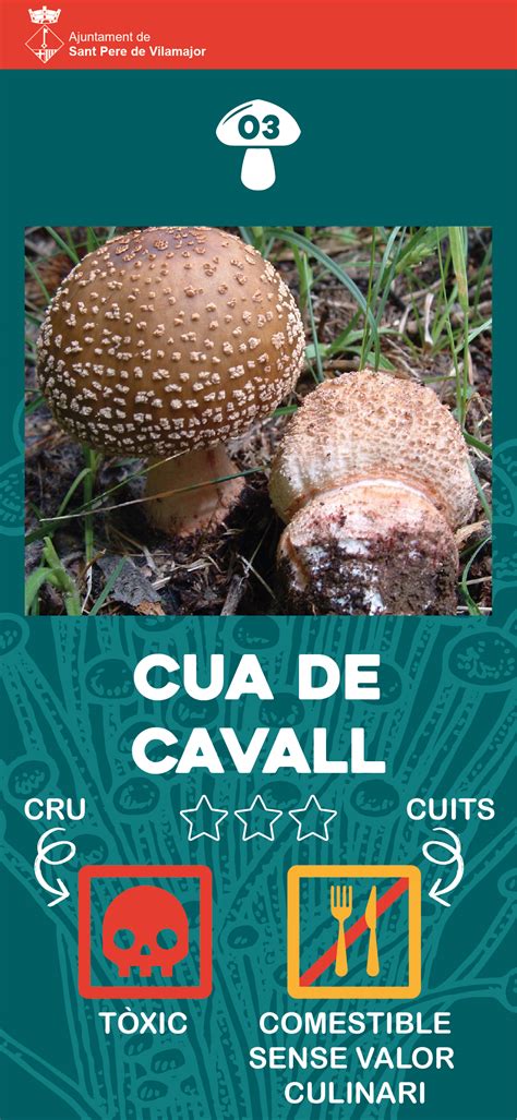 03 Cua de cavall - Ajuntament de Sant Pere de Vilamajor