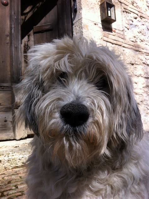 Polish Lowland Sheepdog face photo and wallpaper. Beautiful Polish ...