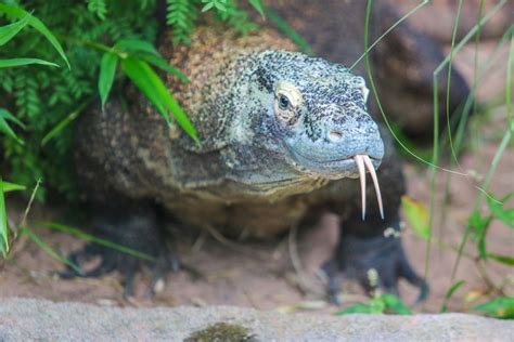 Family Edventures: Dragonology, Rosamond Gifford Zoo, Syracuse, 24 ...