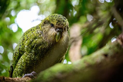 Scientists Sequence Genome of Kakapo Parrot | Genetics | Sci-News.com