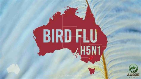Australia Bird Flu Alert National Safety Plan Unveiled