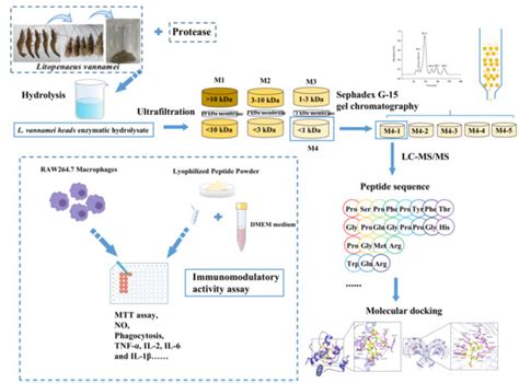 Purification, Identification and Molecular Docking of Immunomodulatory ...
