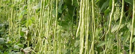 豇豆种植技术，附田间管理 - 农敢网