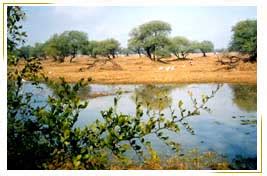 Bharatpur Bird Sanctuary Tours
